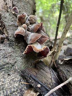 Big Woods Photo-of-Month June